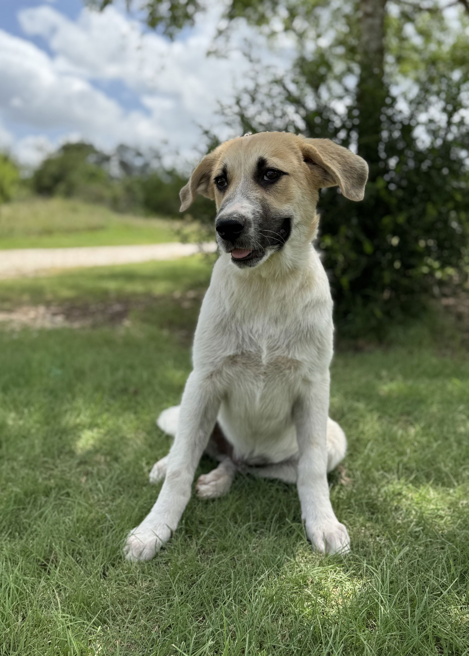 adoptable Dog in Lakehills, TX named Sam