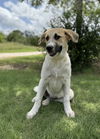 adoptable Dog in lakehills, TX named Sam