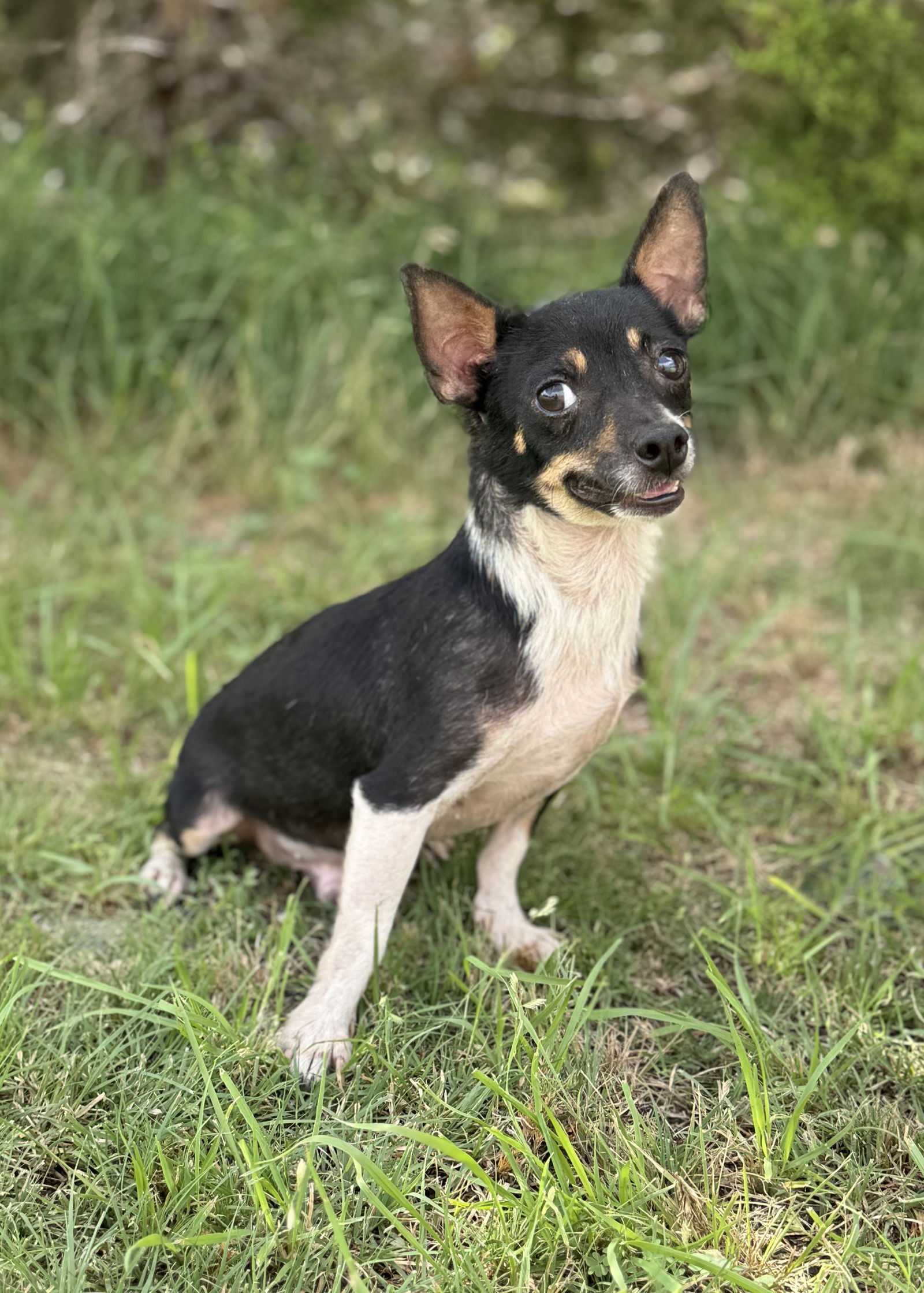 adoptable Dog in Lakehills, TX named Scooter