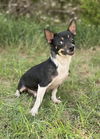 adoptable Dog in lakehills, TX named Scooter