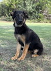 adoptable Dog in  named Lira