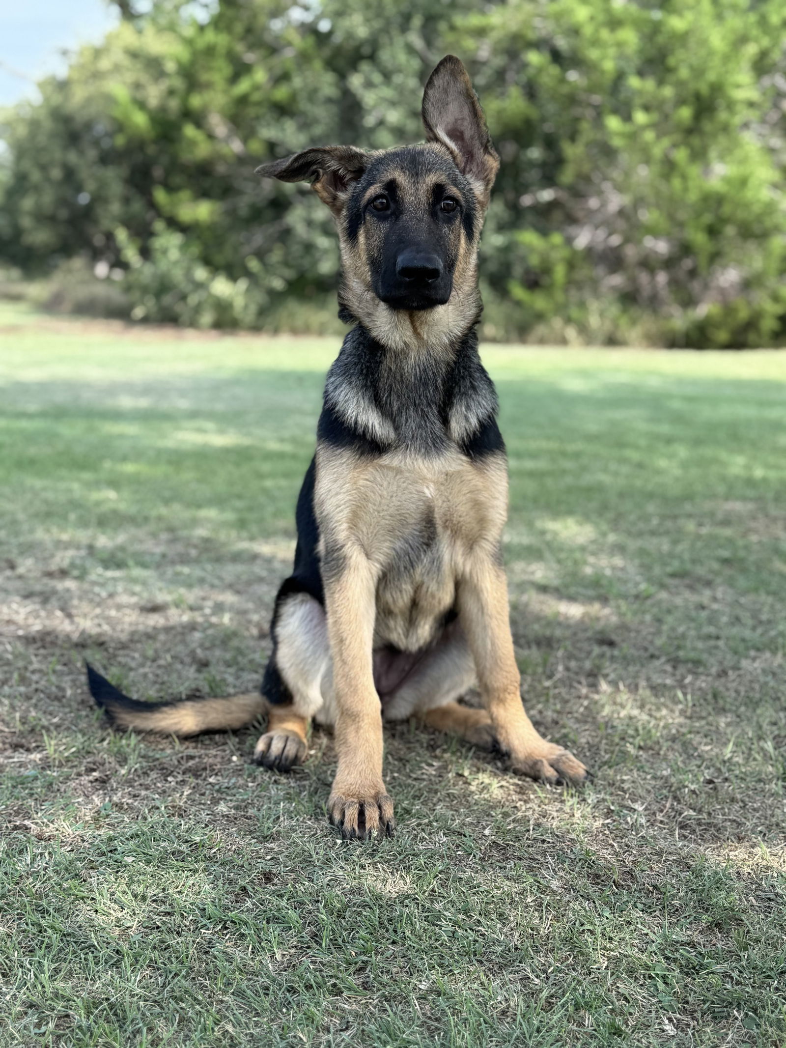 adoptable Dog in Lakehills, TX named Lori