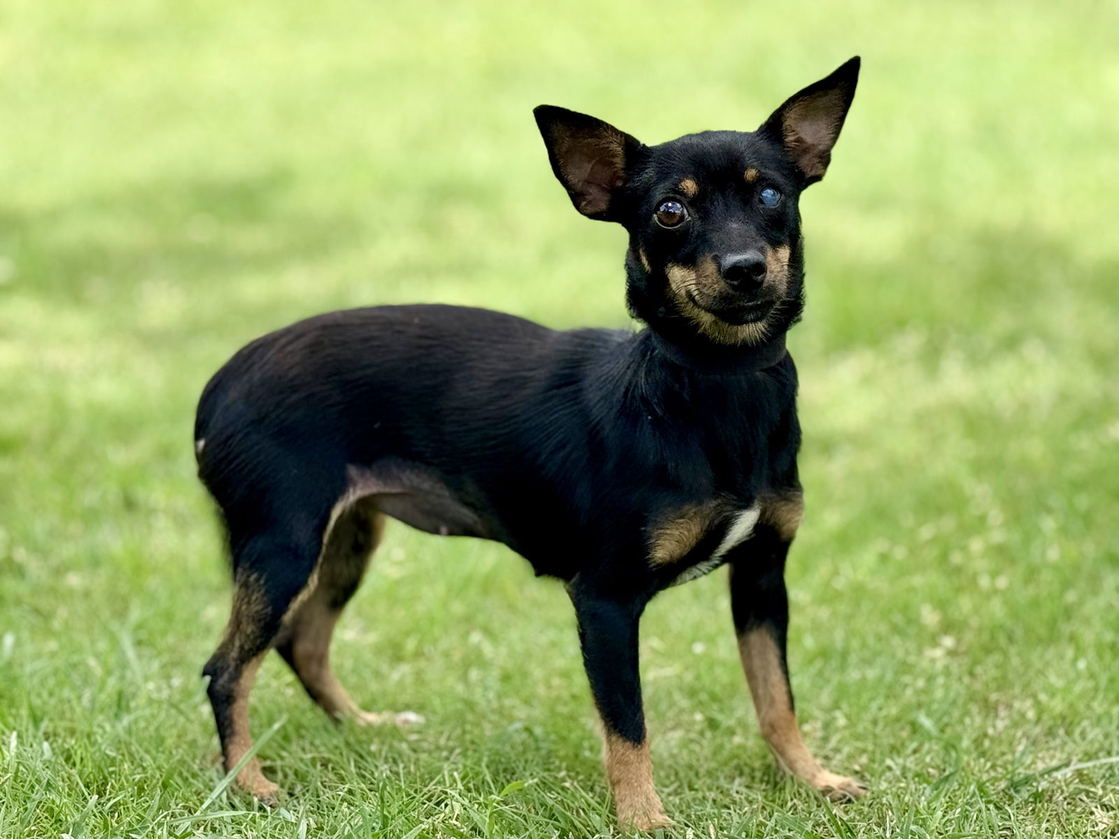 adoptable Dog in Lakehills, TX named June