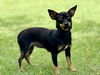 adoptable Dog in  named June