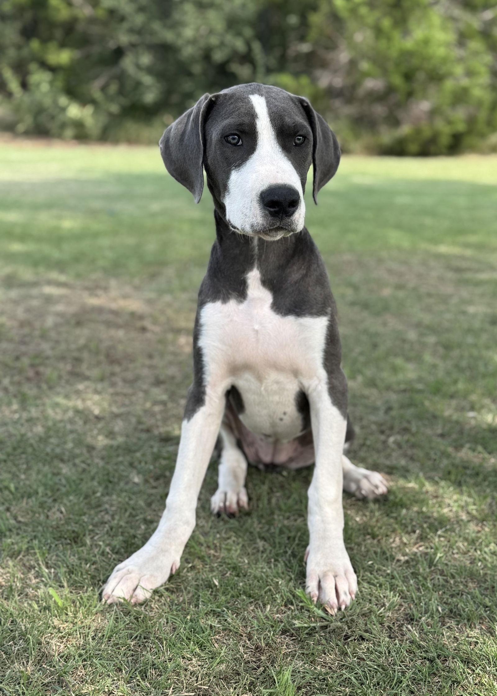 adoptable Dog in Lakehills, TX named Clover