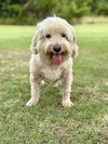 adoptable Dog in lakehills, TX named Tofu