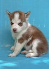 adoptable Dog in lakehills, TX named Tim McGrowl