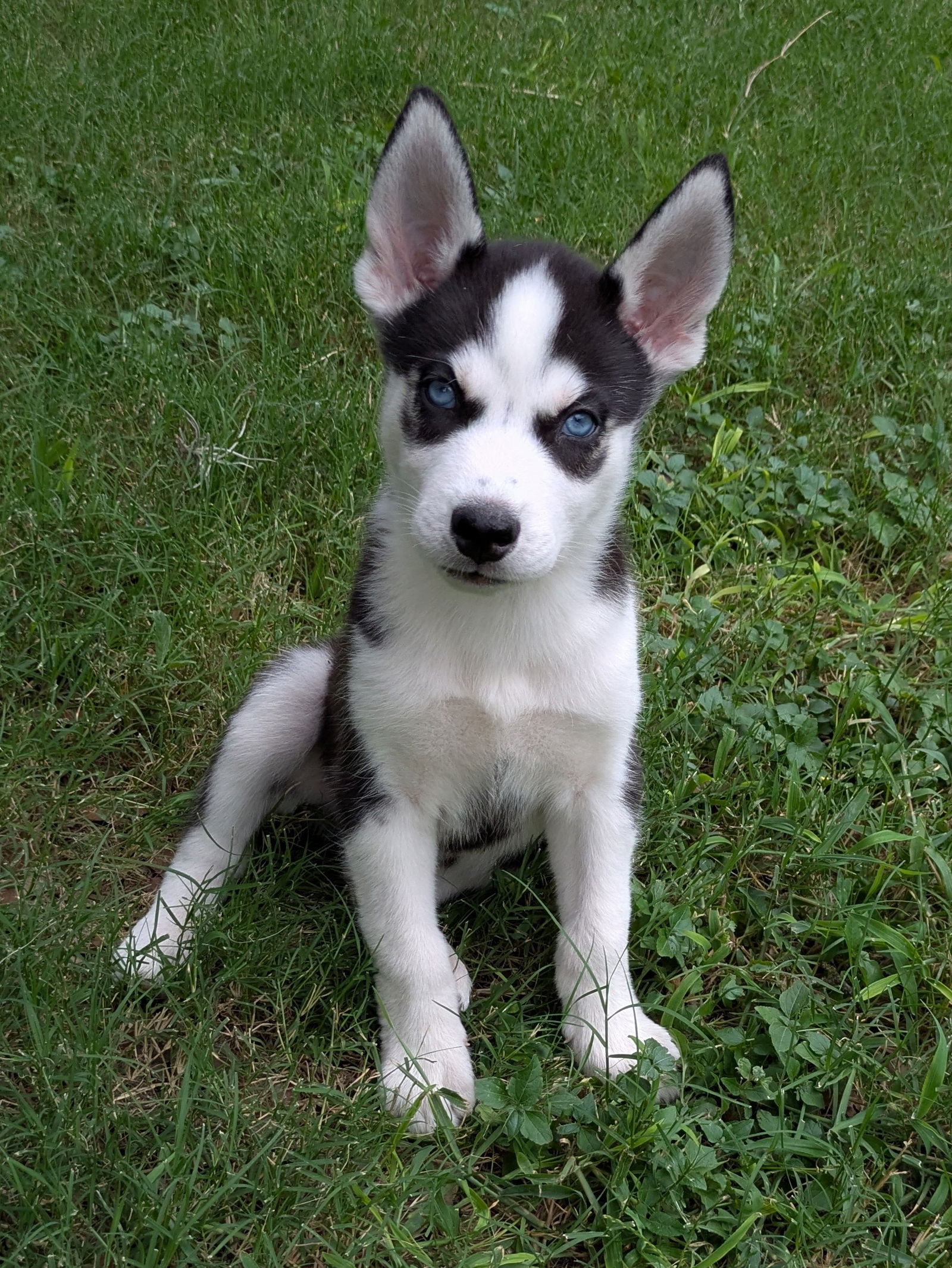adoptable Dog in Lakehills, TX named Brad Pawsley