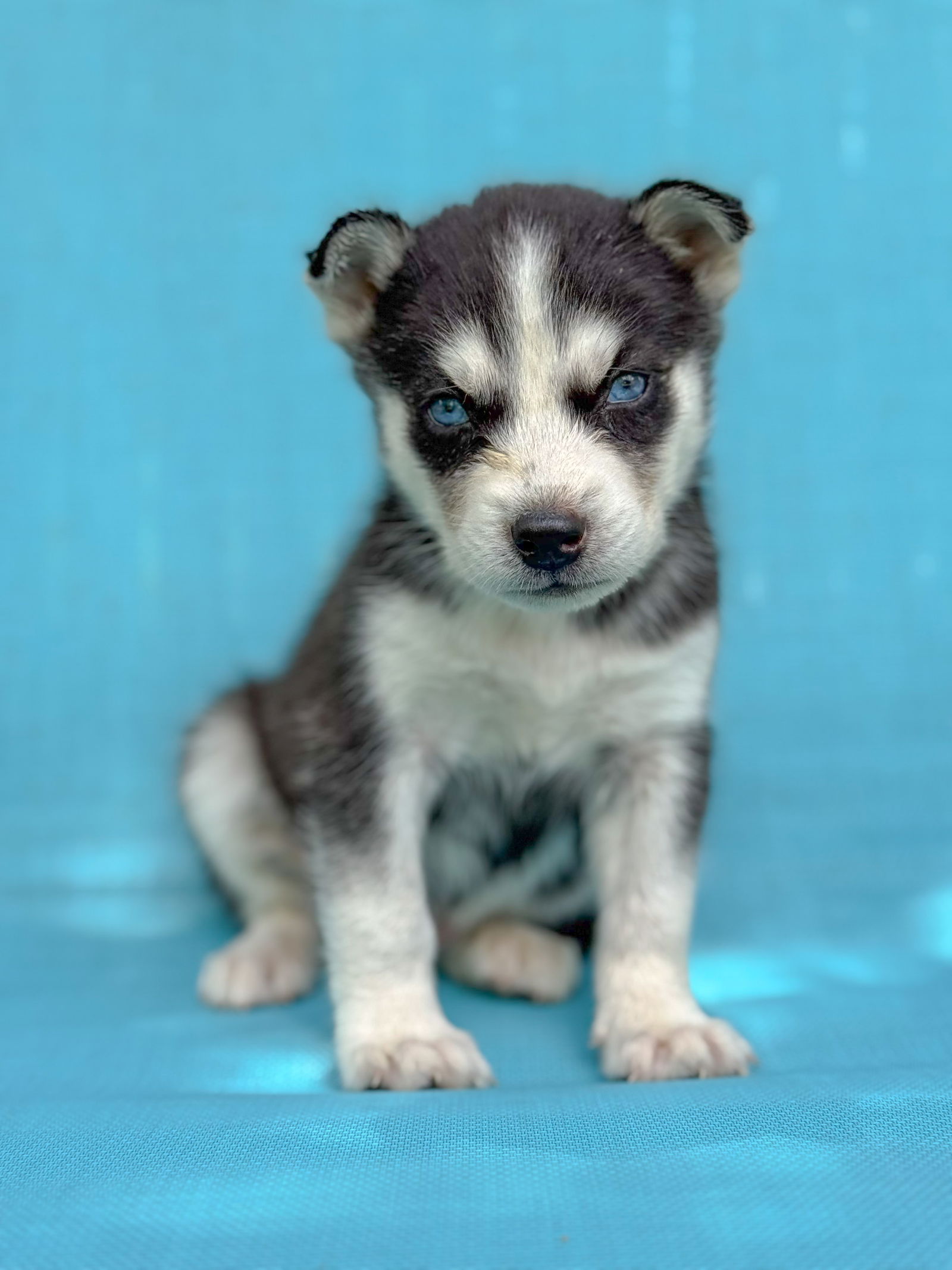 adoptable Dog in Lakehills, TX named Rascal Fluff