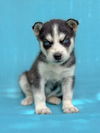 adoptable Dog in lakehills, TX named Rascal Fluff