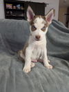 adoptable Dog in Lakehills, TX named Garth Barks