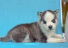 adoptable Dog in Lakehills, TX named George Strayed