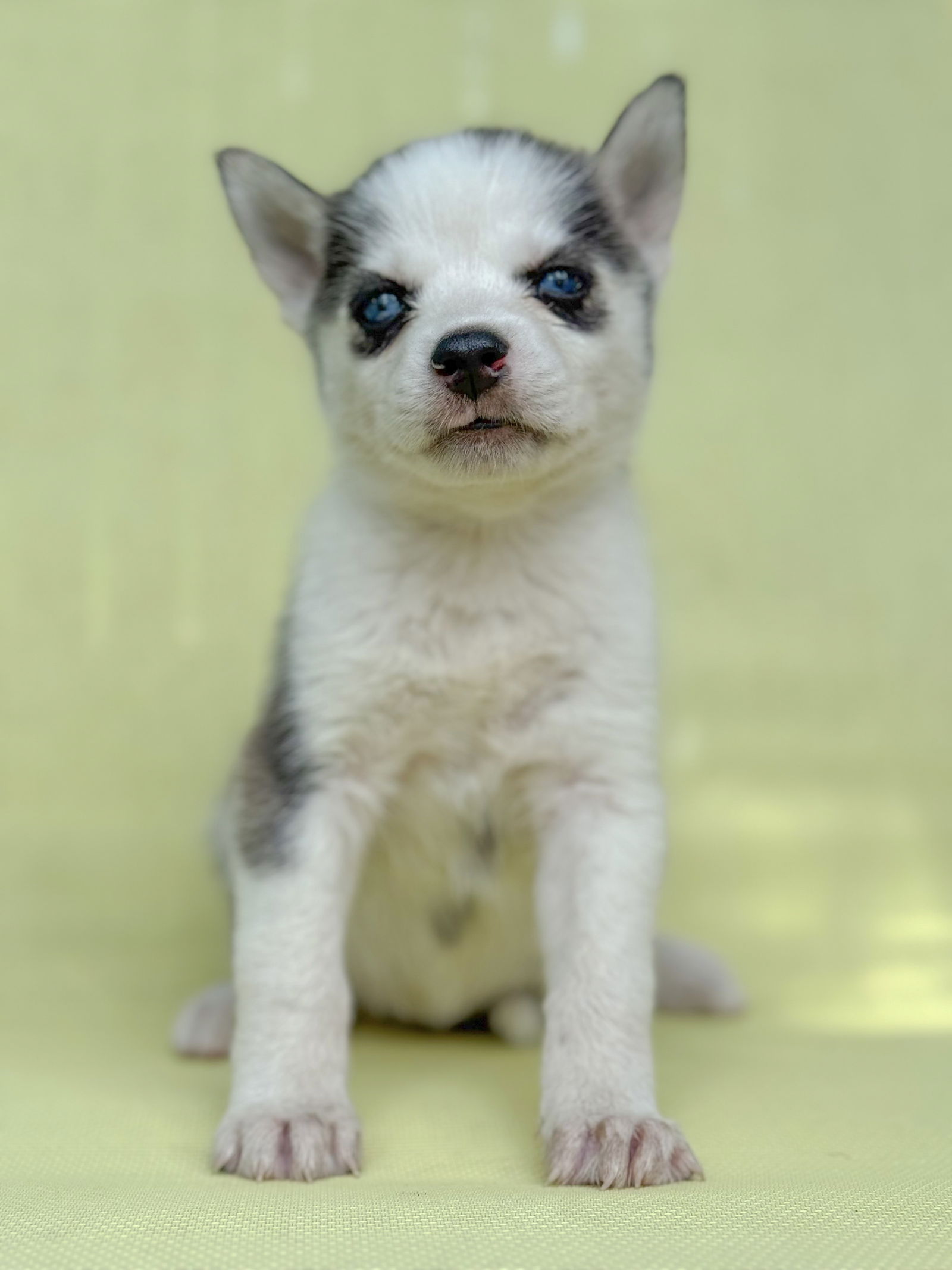 adoptable Dog in Lakehills, TX named Dolly Pawton