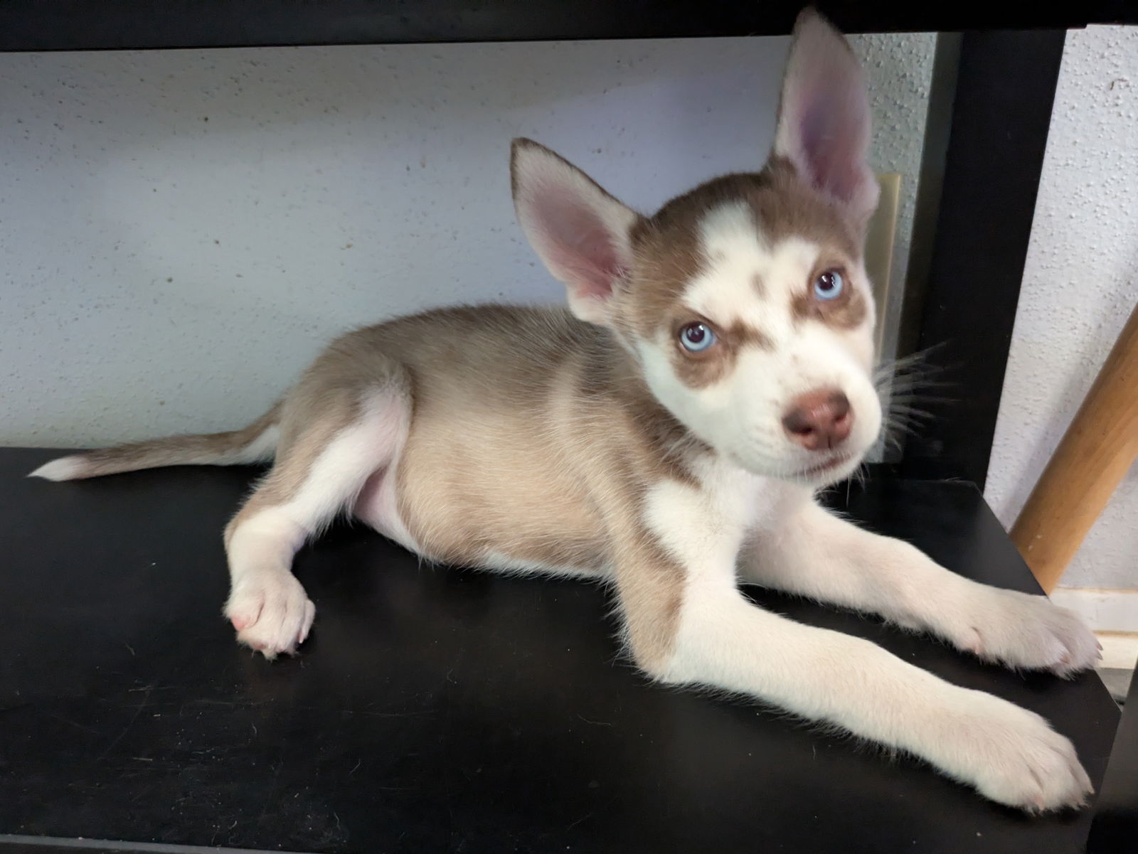 adoptable Dog in Lakehills, TX named Martina McBark