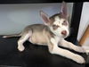 adoptable Dog in lakehills, TX named Martina McBark