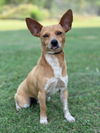 adoptable Dog in lakehills, TX named Skippy