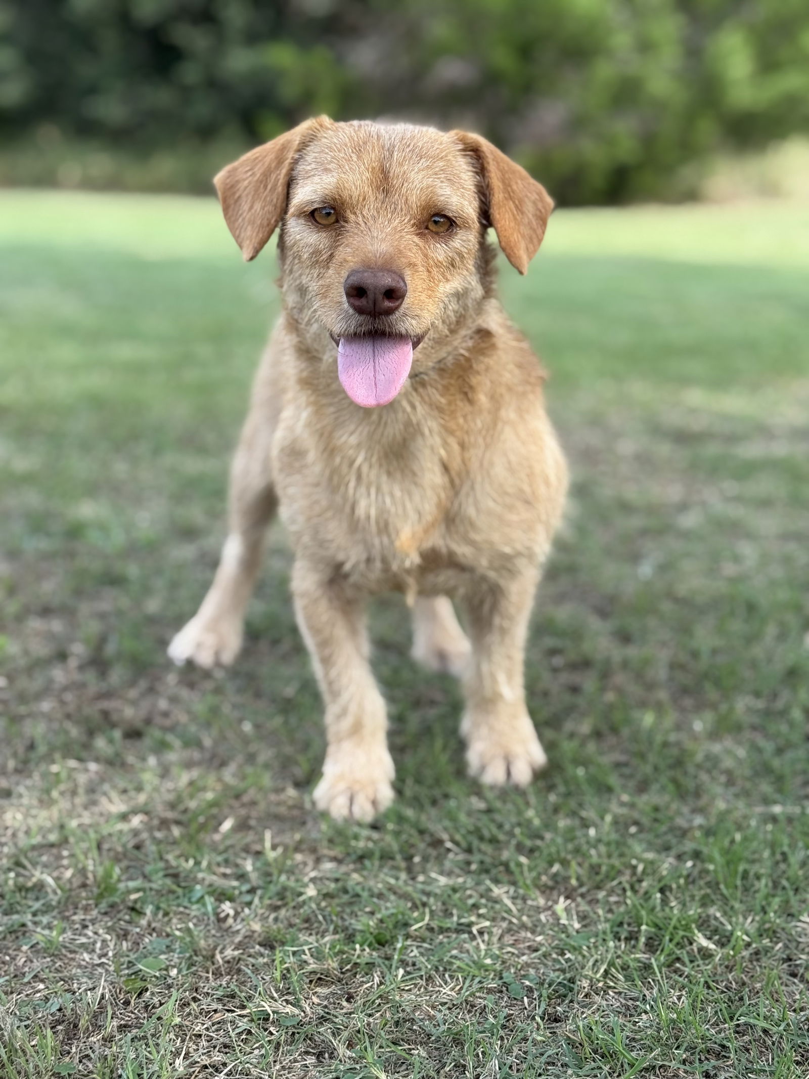 adoptable Dog in Lakehills, TX named Alex