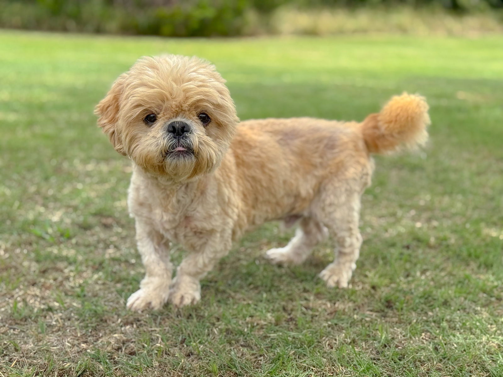 adoptable Dog in Lakehills, TX named Felix