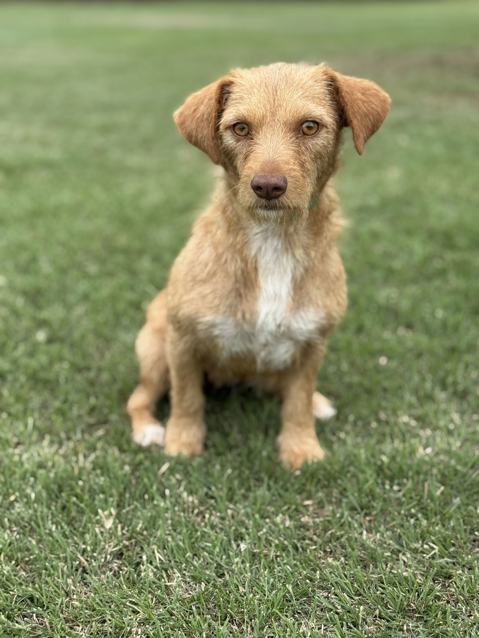 adoptable Dog in Lakehills, TX named Amber