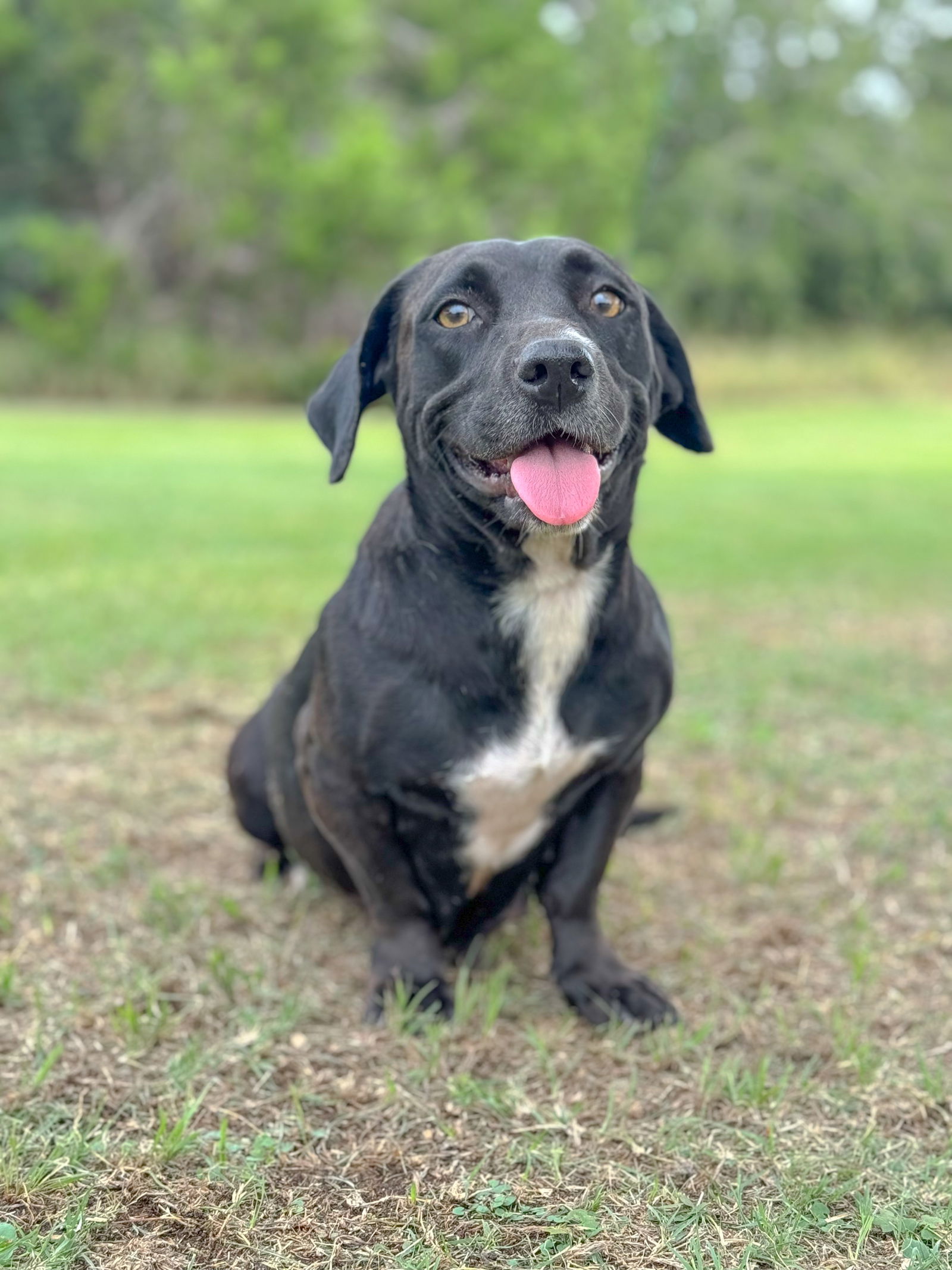 adoptable Dog in Lakehills, TX named Amaya