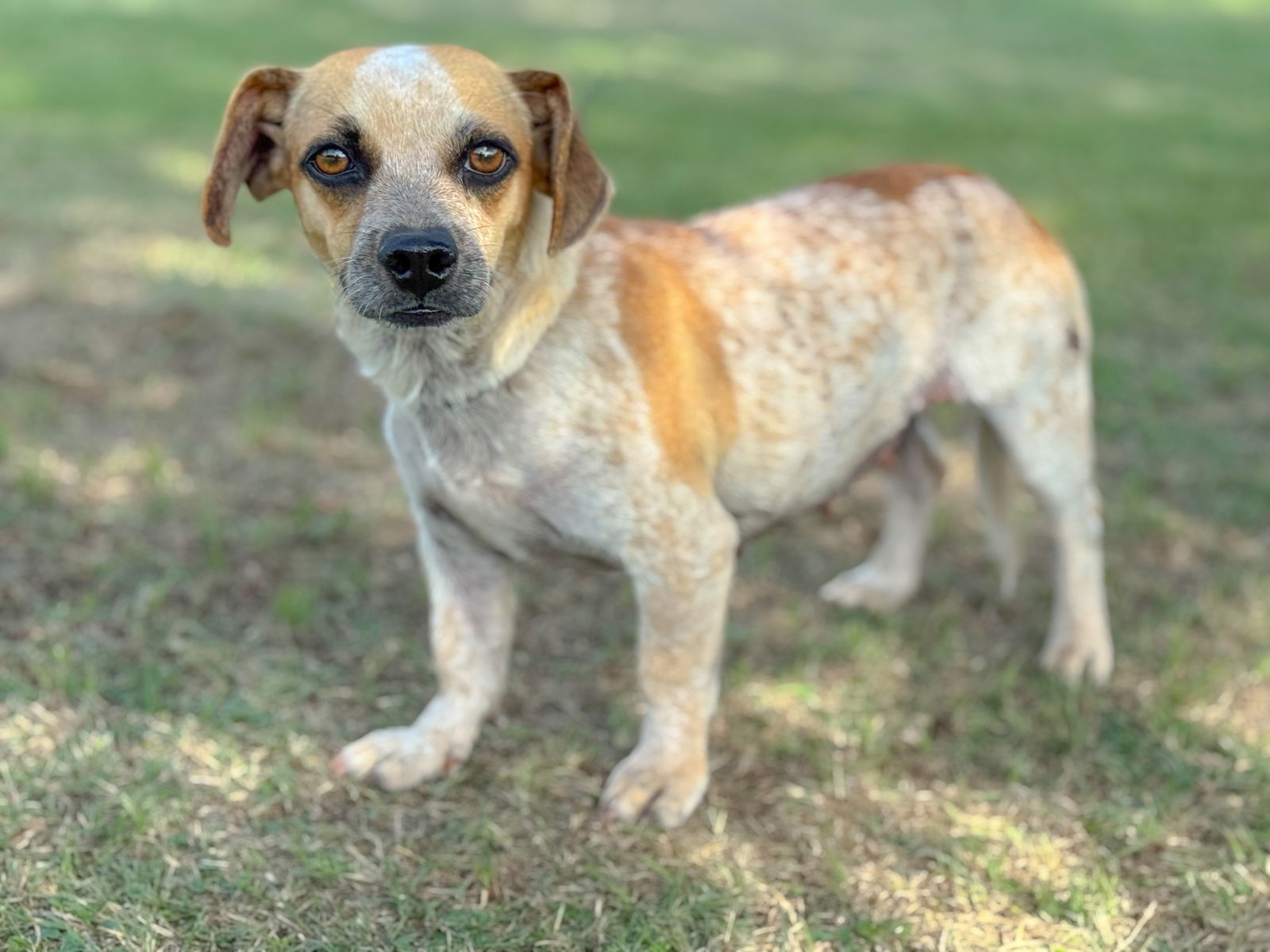 adoptable Dog in Lakehills, TX named Haley