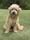 adoptable Dog in  named Joel