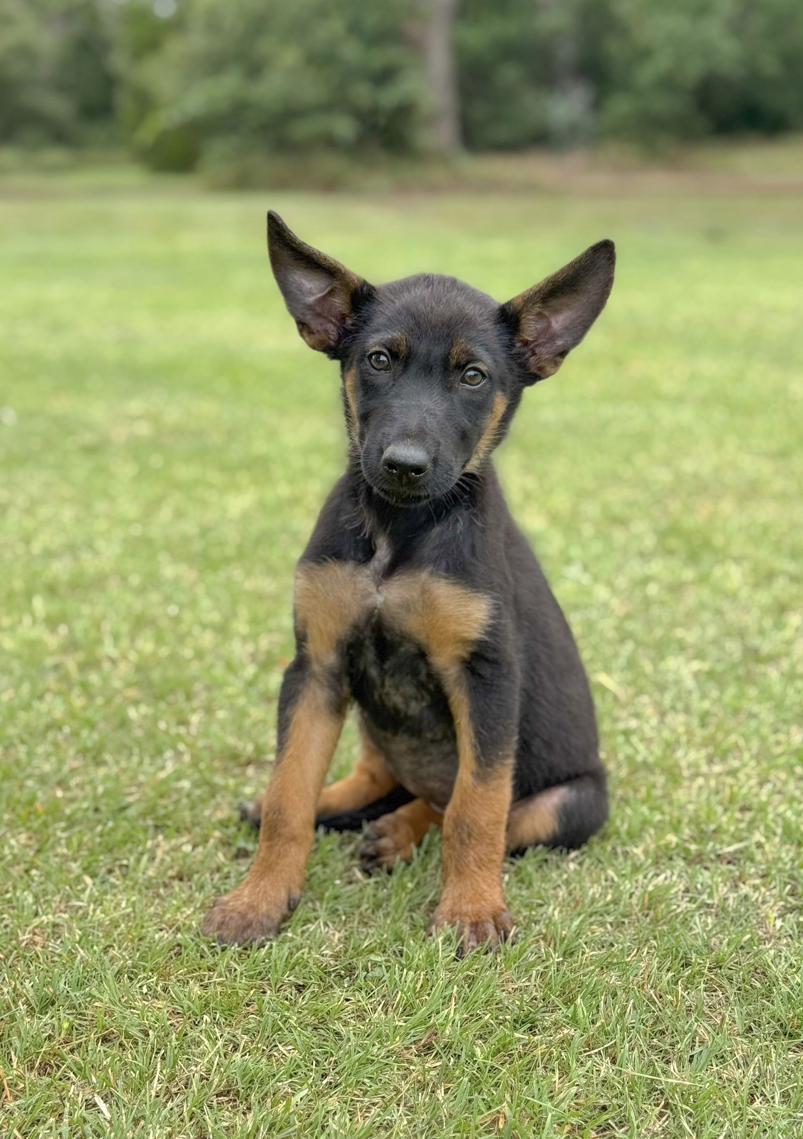 adoptable Dog in Lakehills, TX named Jolie