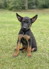 adoptable Dog in  named Jolie
