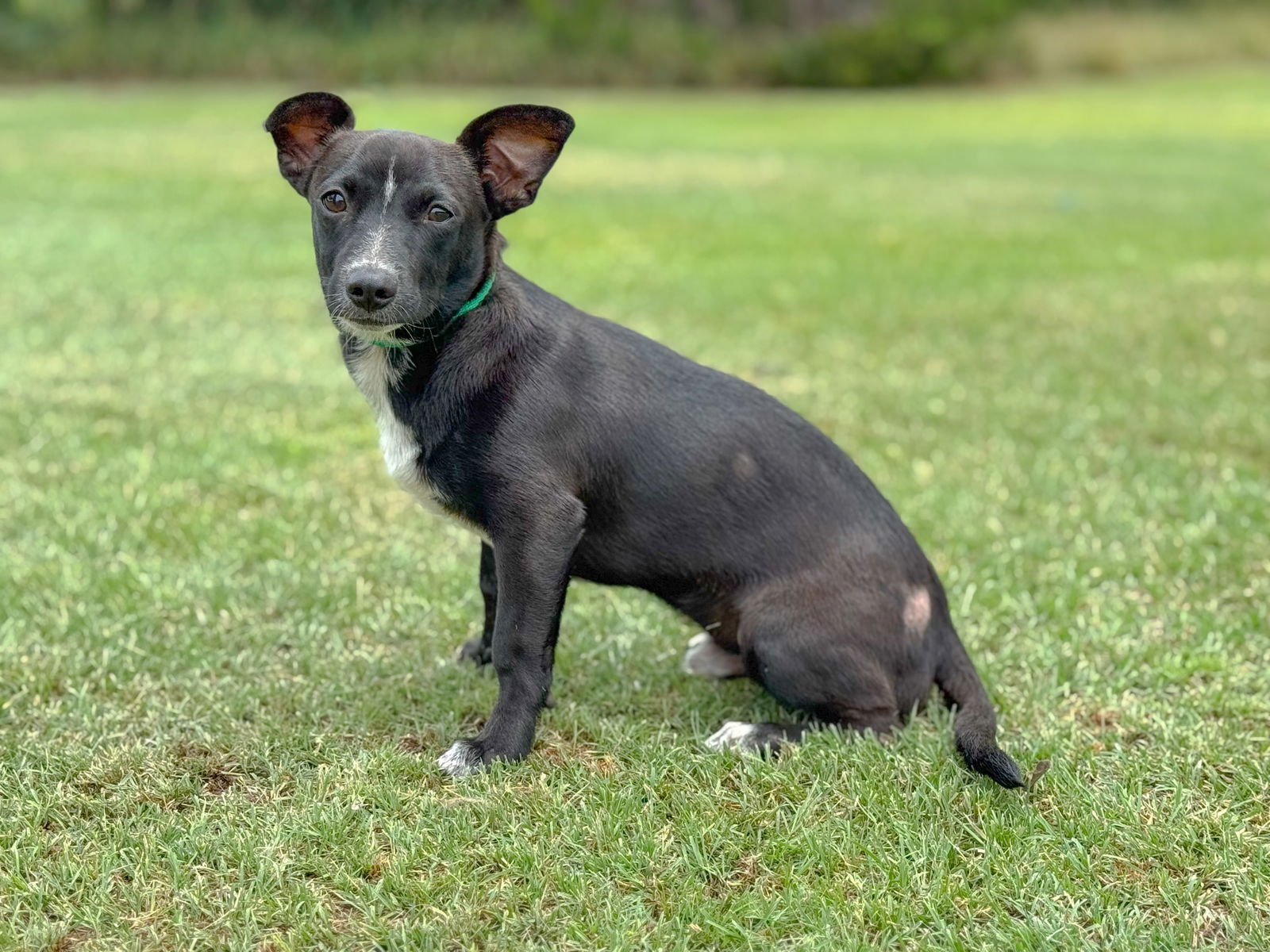 adoptable Dog in Lakehills, TX named Joaquin