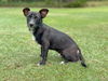 adoptable Dog in  named Joaquin