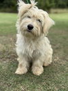 adoptable Dog in lakehills, TX named Justin