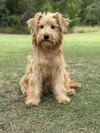 adoptable Dog in  named Jessica