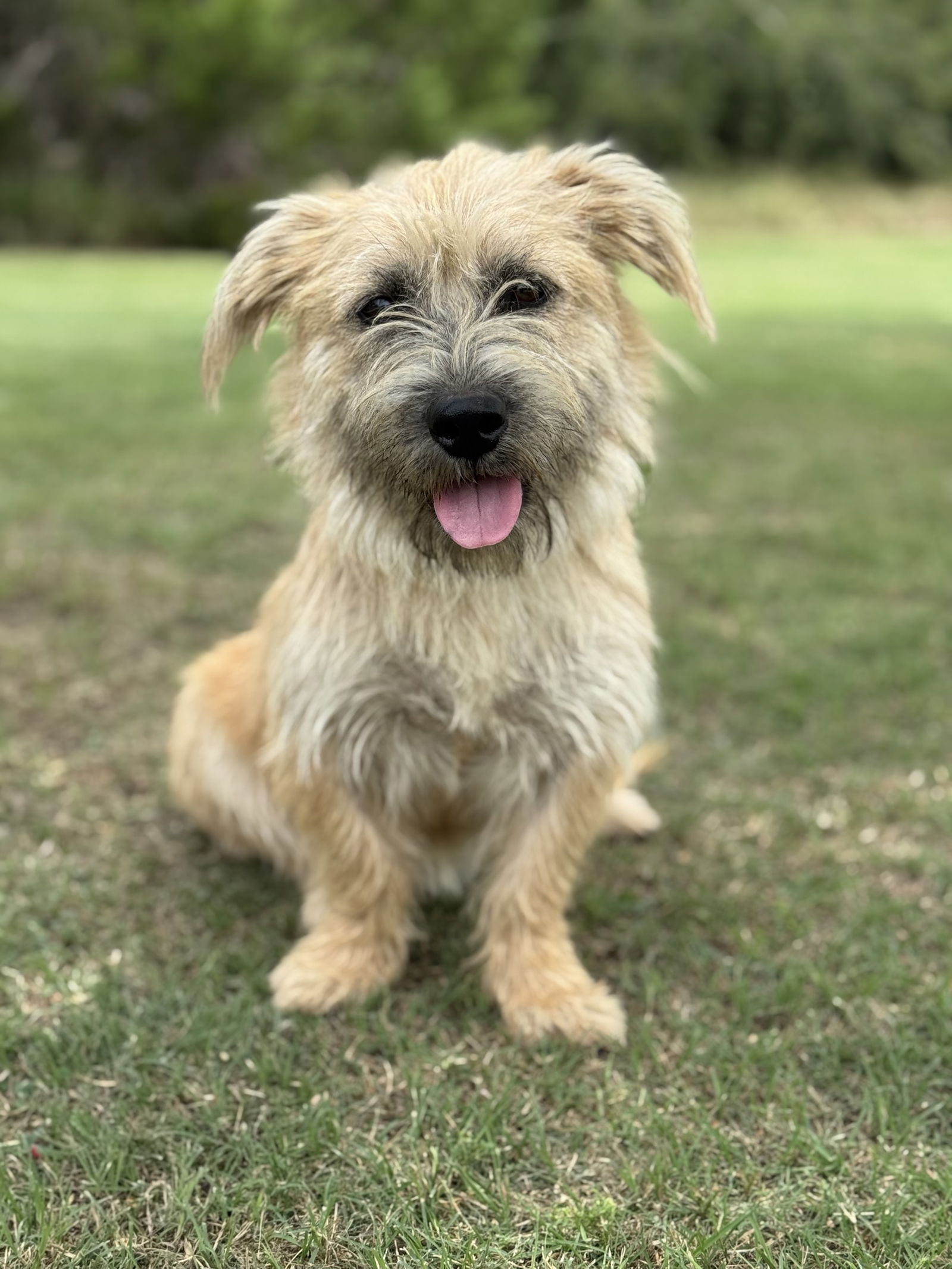 adoptable Dog in Lakehills, TX named Jinny