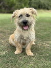 adoptable Dog in  named Jinny