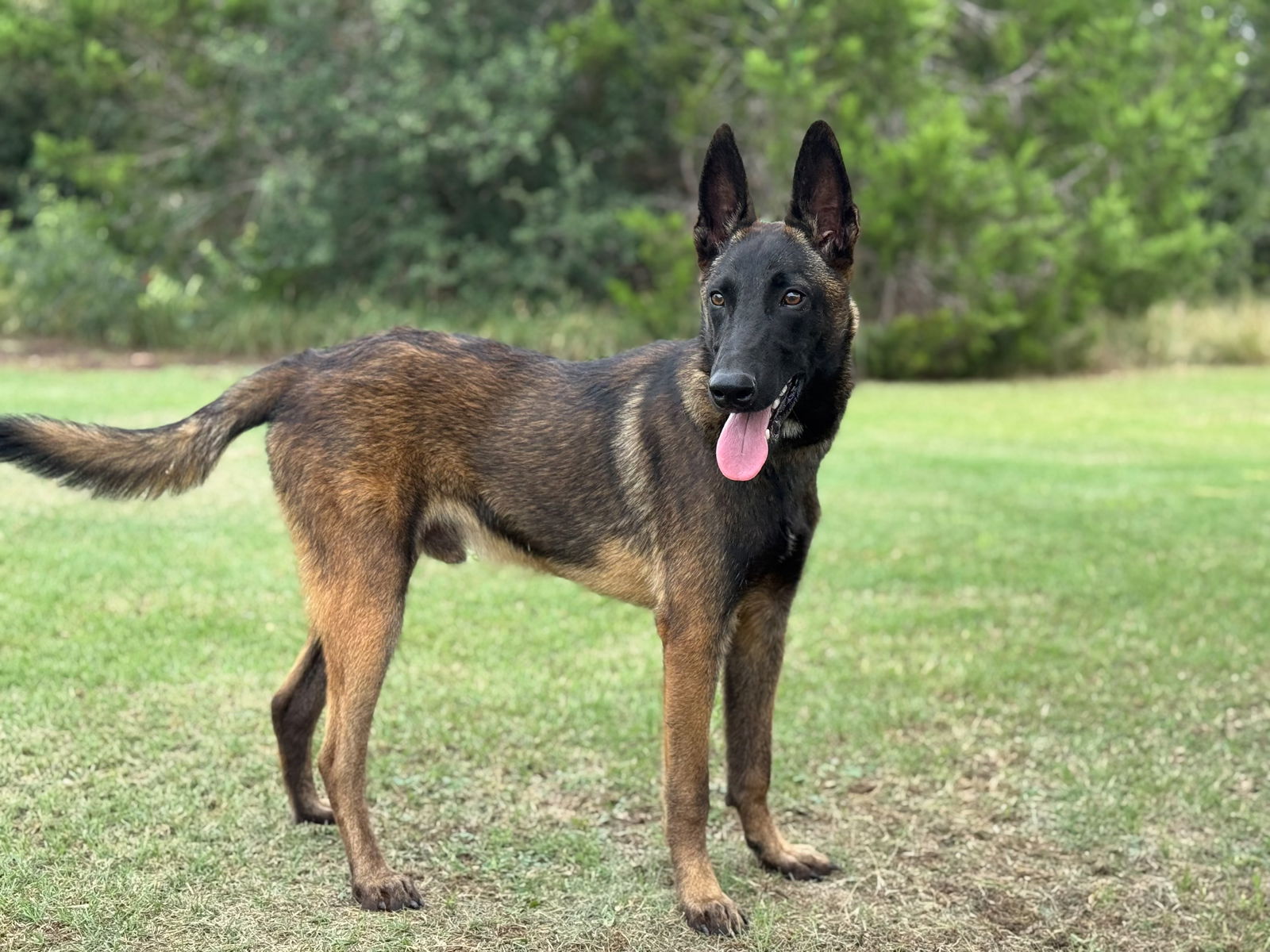 adoptable Dog in Lakehills, TX named Flash