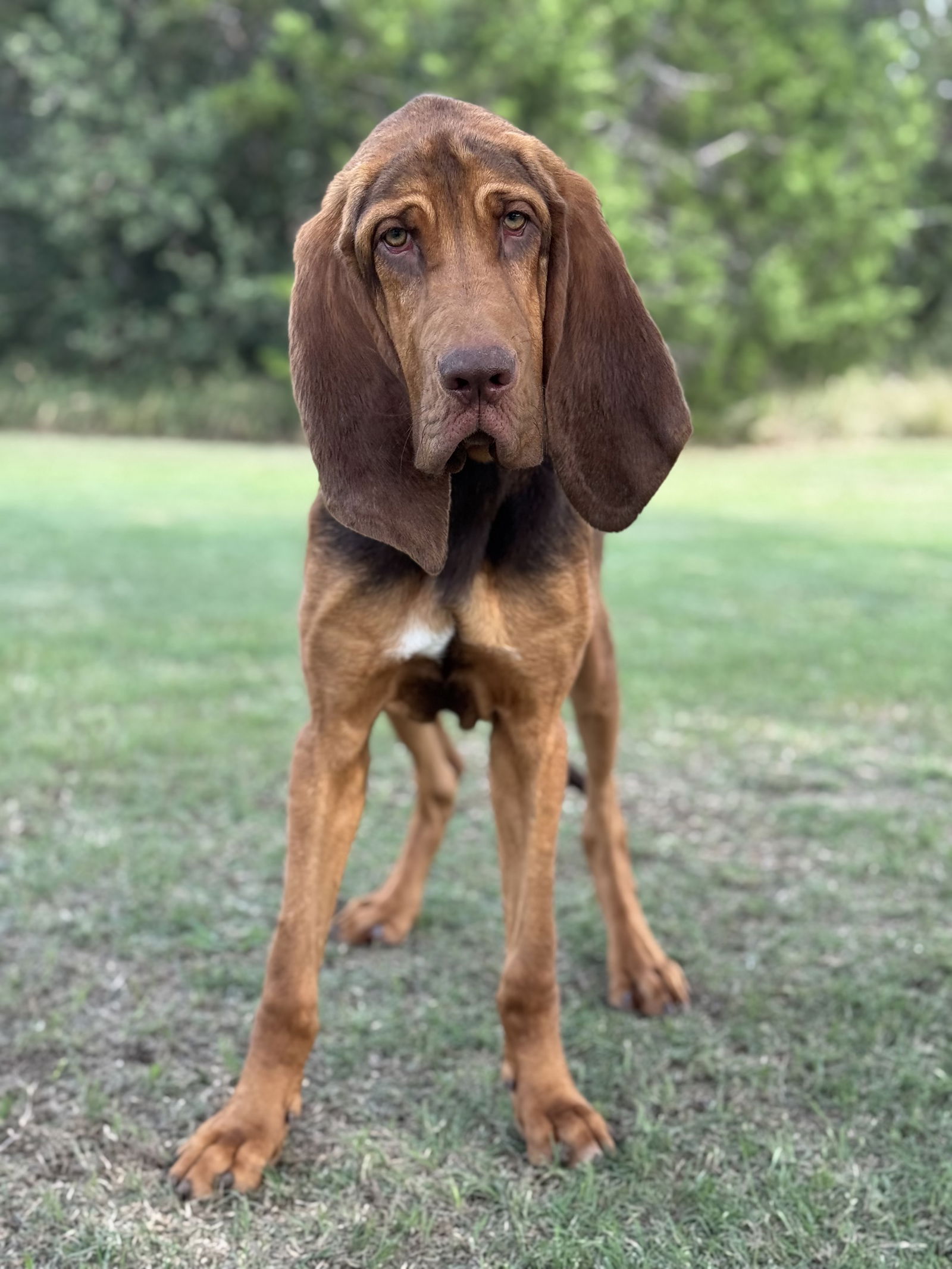 adoptable Dog in Lakehills, TX named Boone