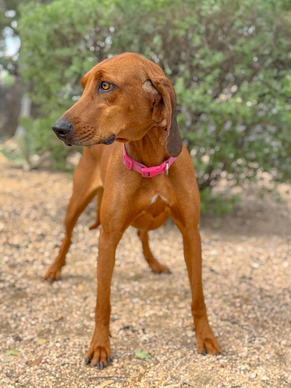 Bella