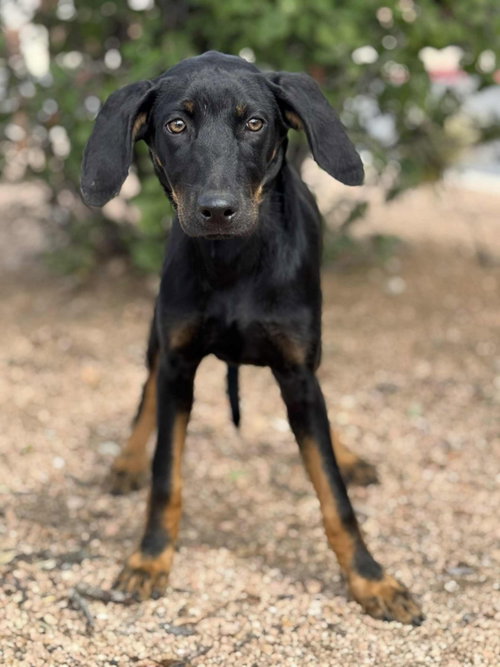 picture of the dog needing adoption