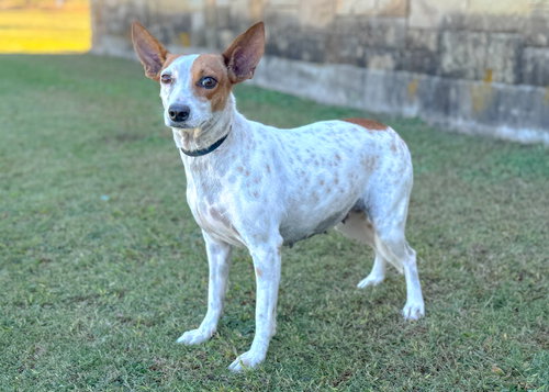 picture of the dog needing adoption