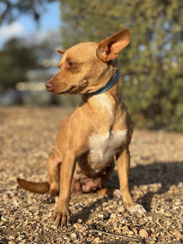 Chiquita