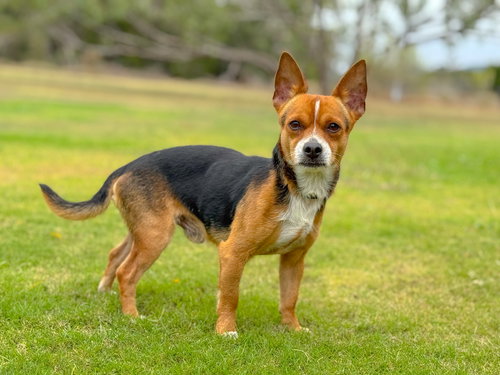 picture of the dog needing adoption