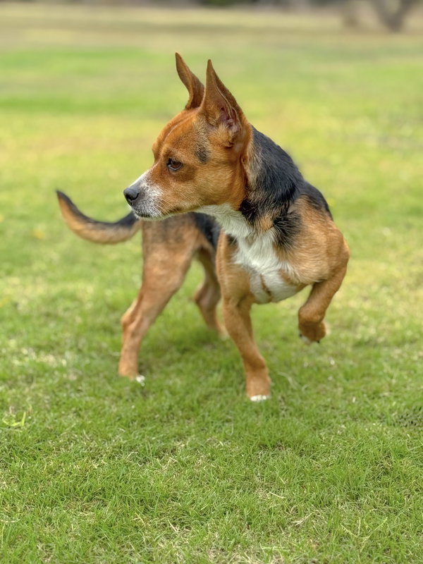 Chico