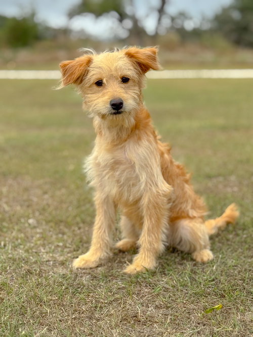 picture of the dog needing adoption