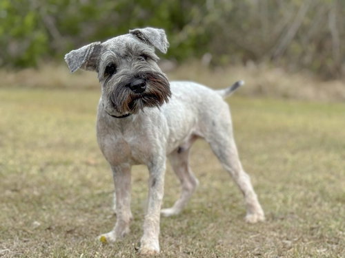 picture of the dog needing adoption