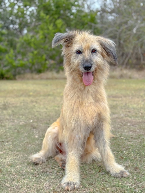 picture of the dog needing adoption