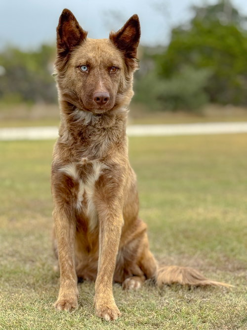 picture of the dog needing adoption