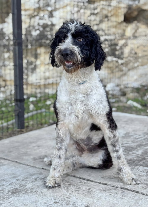 picture of the dog needing adoption