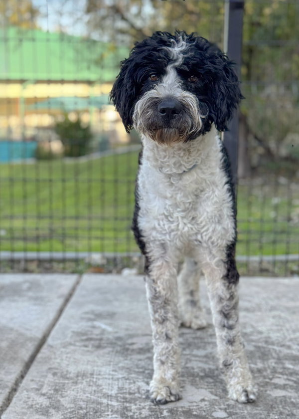 Bindi