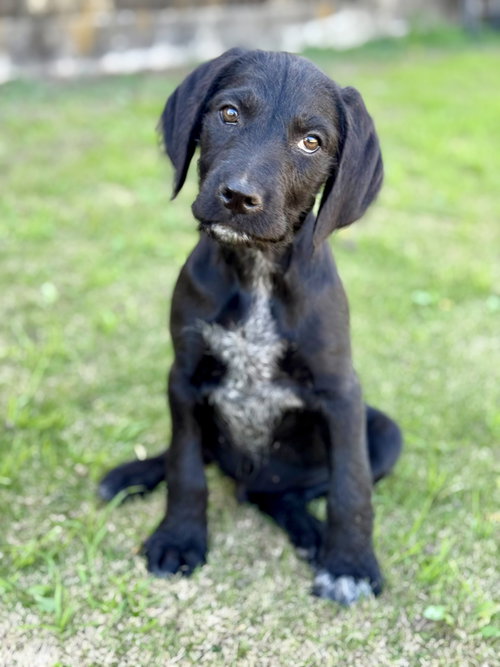 picture of the dog needing adoption