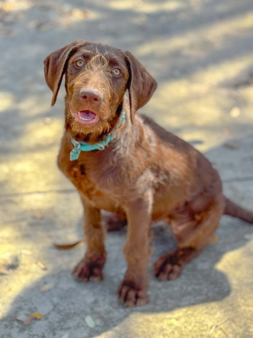 picture of the dog needing adoption